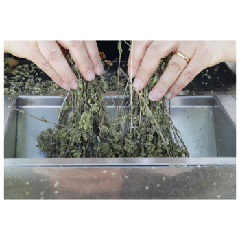 Effeuilleuse mod. GT Gold Xs Agritech Store