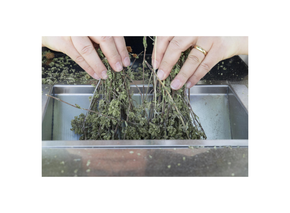 Effeuilleuse mod. GT Gold Xs Agritech Store